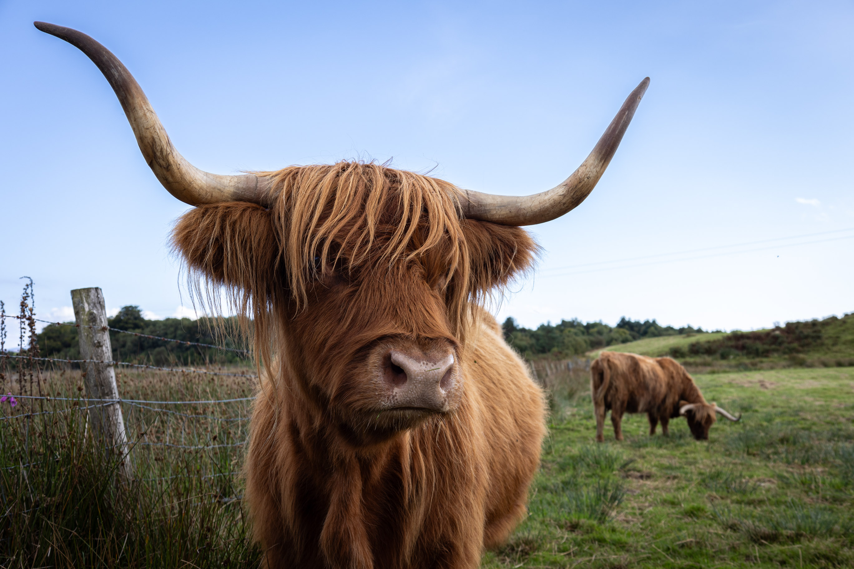 eine typisch schottische Highland Kuh
