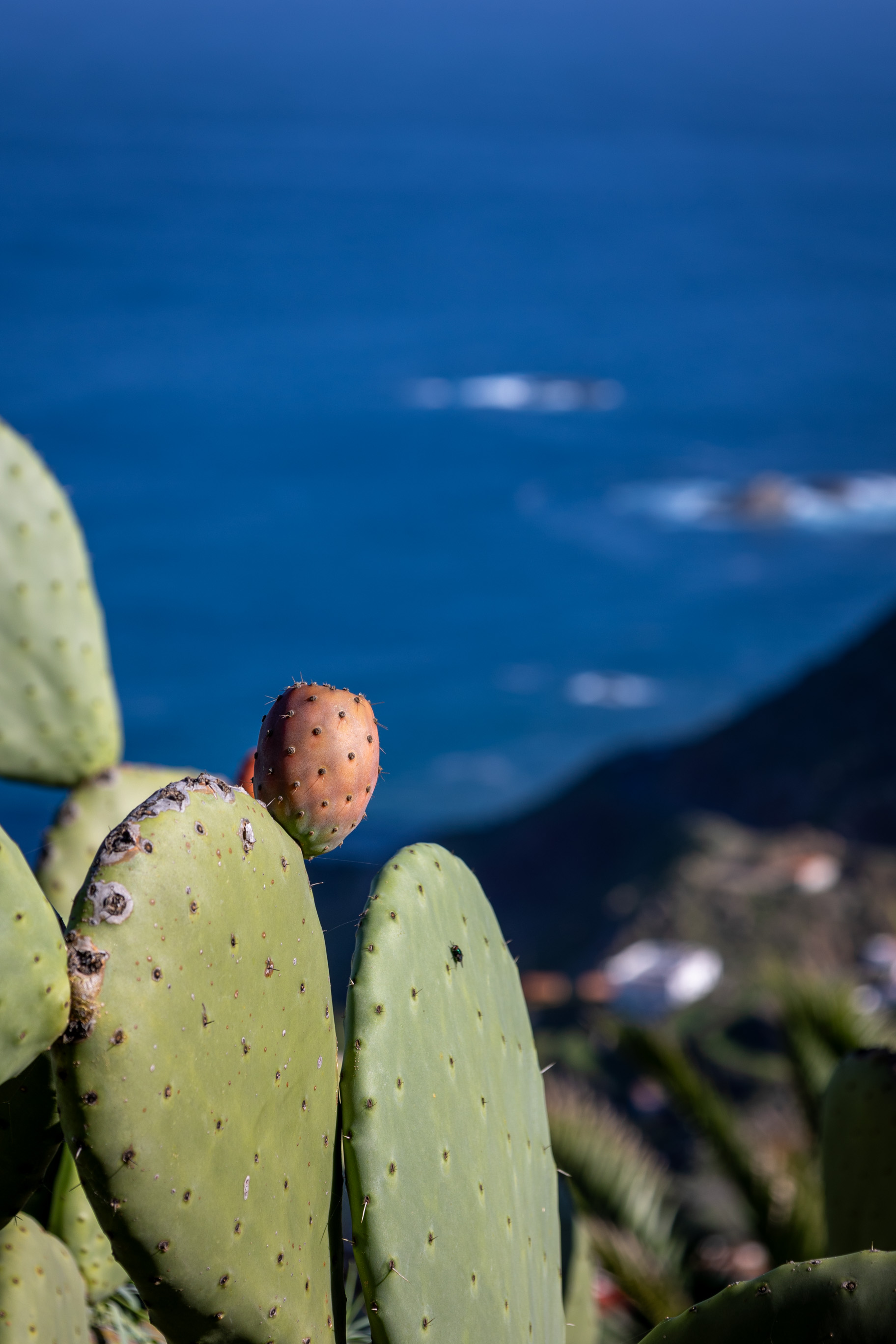 Kaktus am Wanderweg auf Teneriffa