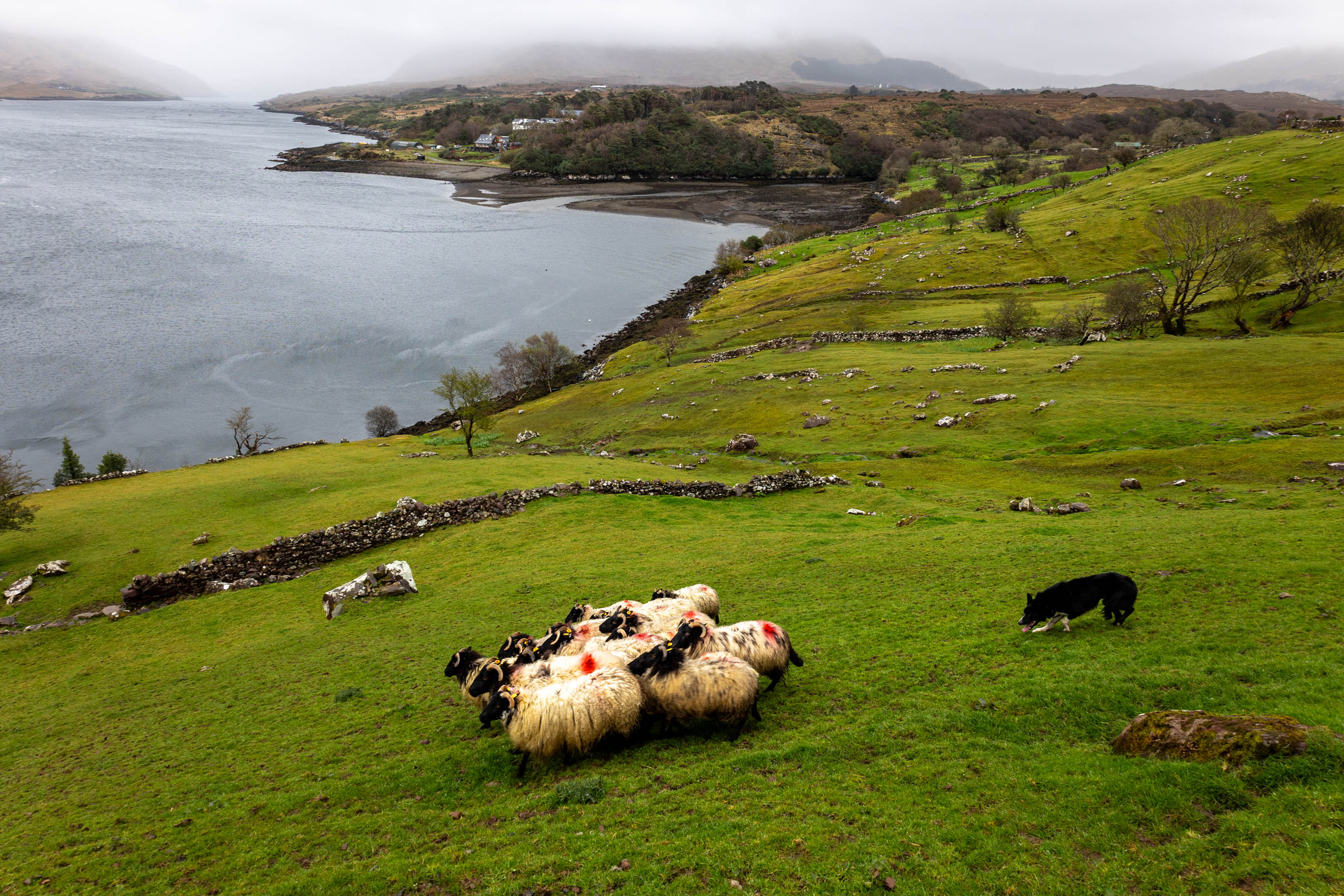 Blick auf die Killary Sheep Farm in Irland