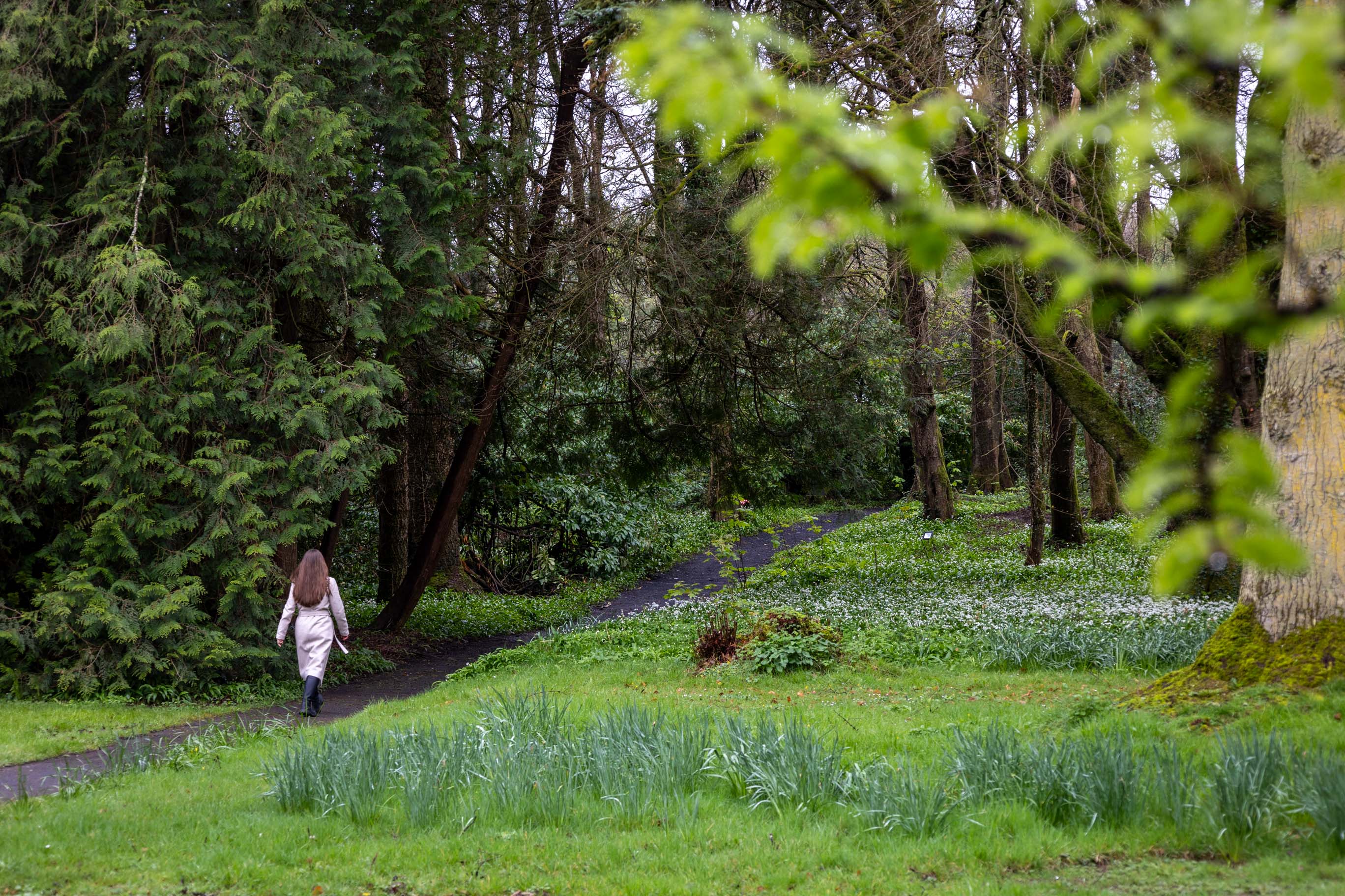 Waldstück vor dem Mount Falcon Estate in Irland