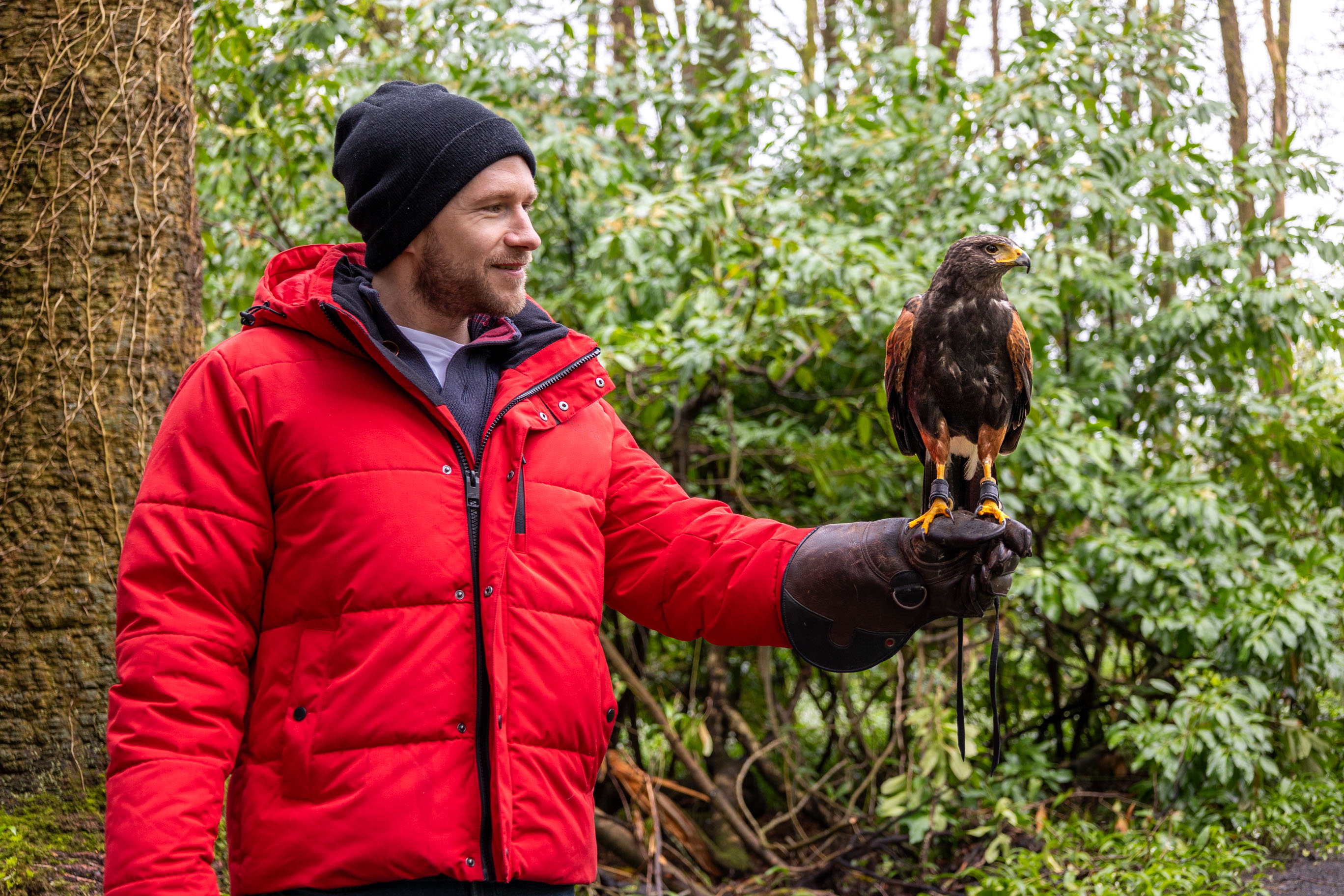 Falke auf der Hand eines Mannes beim sogenannten Hawk Walk vor dem Mount Falcon Estate in Irland