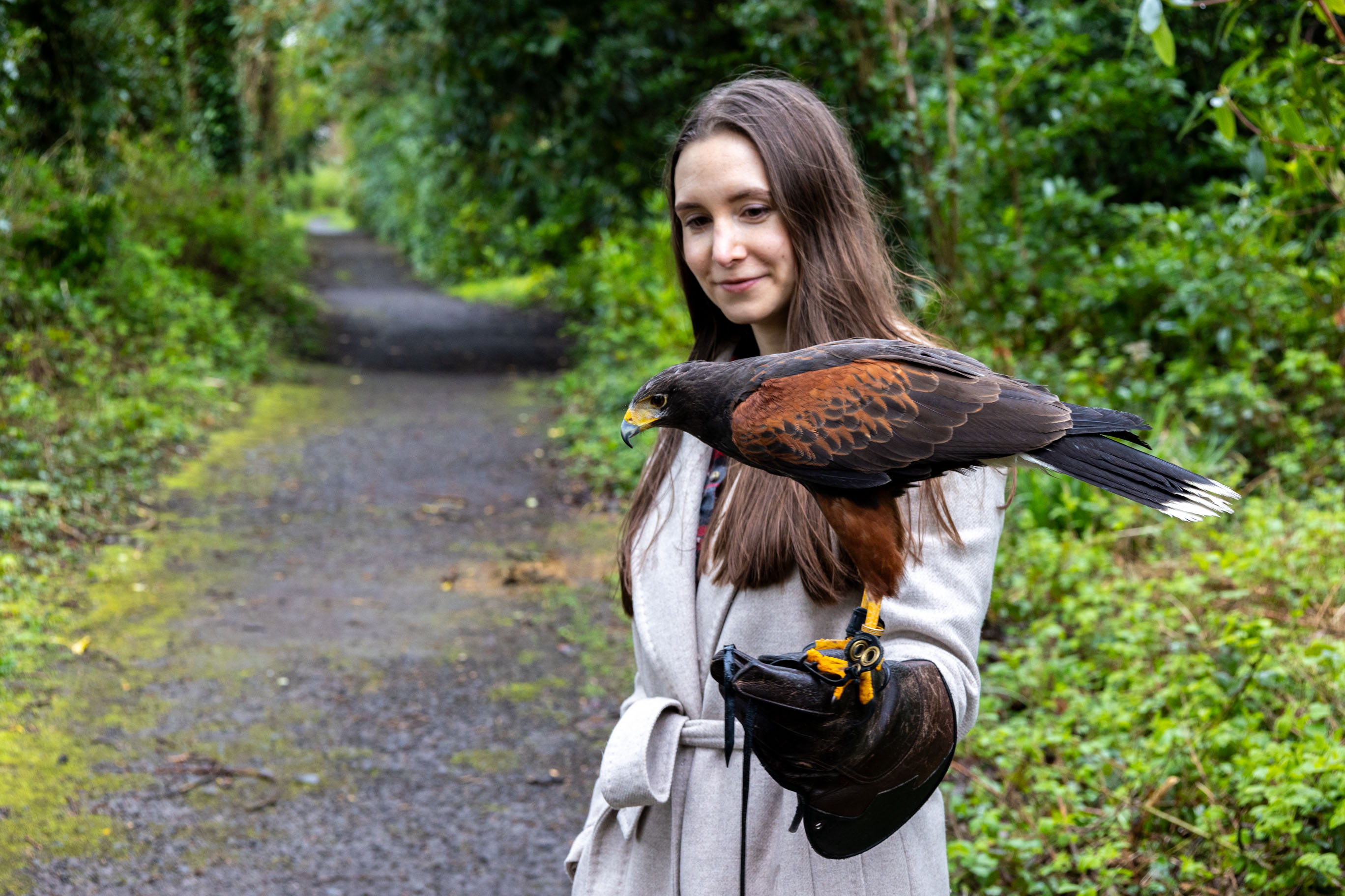Falke auf der Hand einer Frau beim sogenannten Hawk Walk vor dem Mount Falcon Estate in Irland