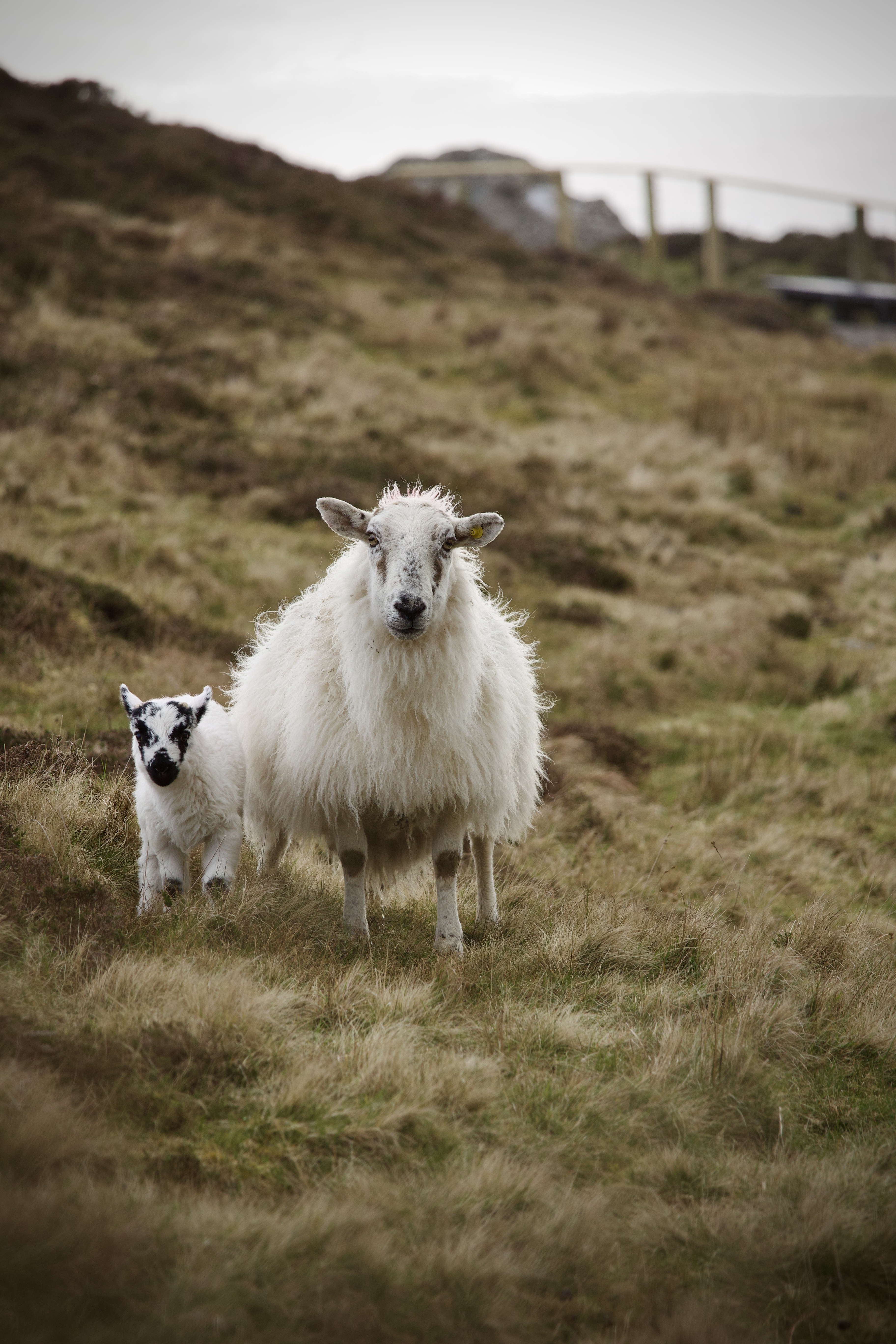 Schafe bei Slieve League in Irland